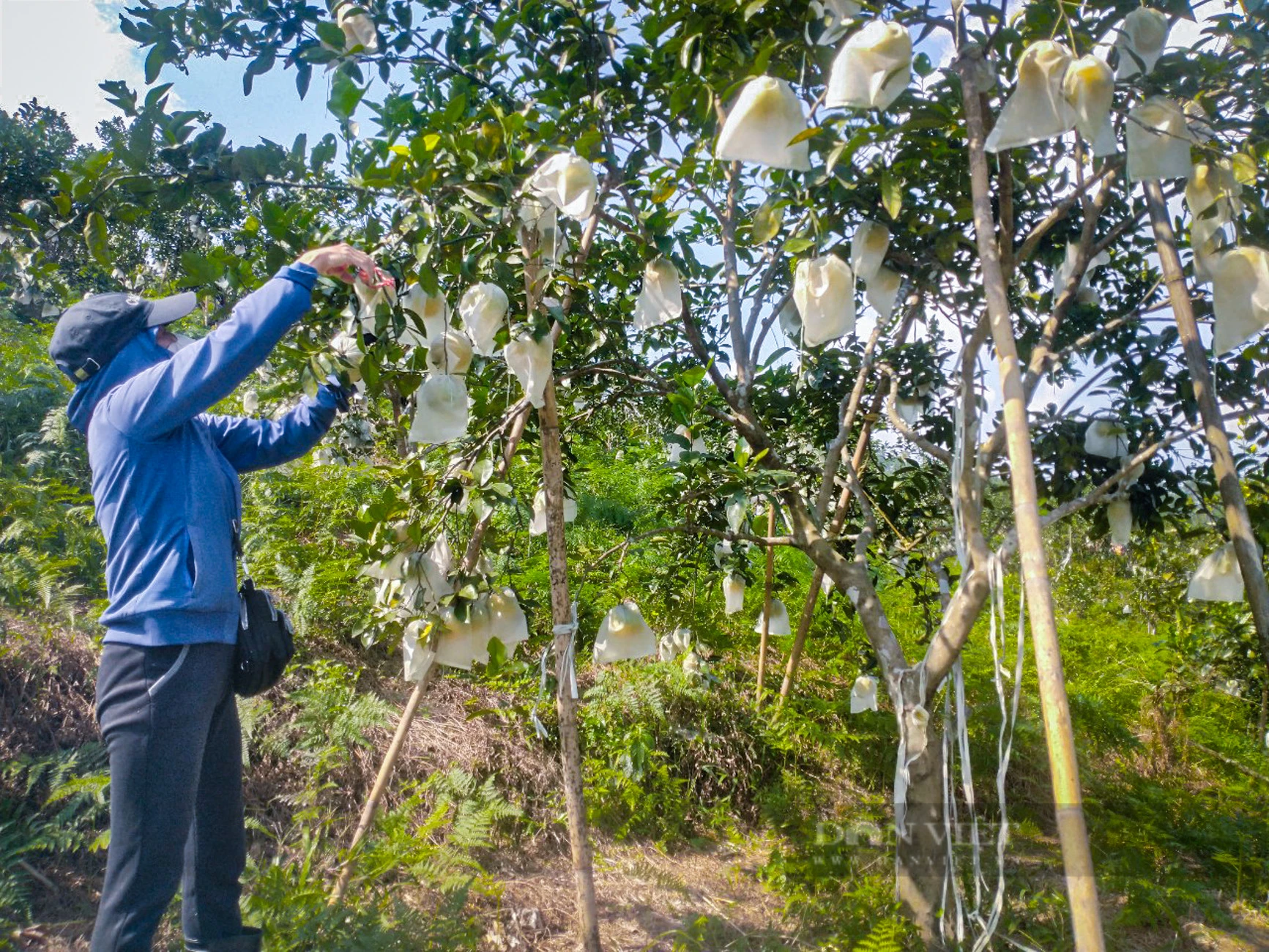 Tuy giá cao nhưng vẫn không đủ hàng cho thương lái mua, nông dân trồng cam vùng núi Hà Tĩnh phấn khởi - Ảnh 2.