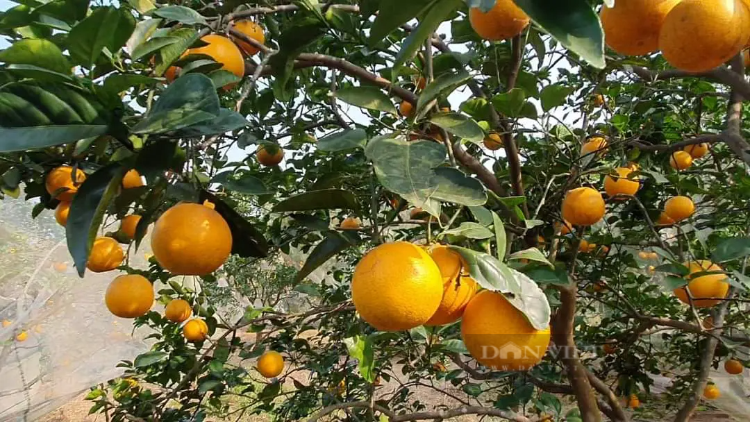 Tuy giá cao nhưng vẫn không đủ hàng cho thương lái mua, nông dân trồng cam vùng núi Hà Tĩnh phấn khởi - Ảnh 4.