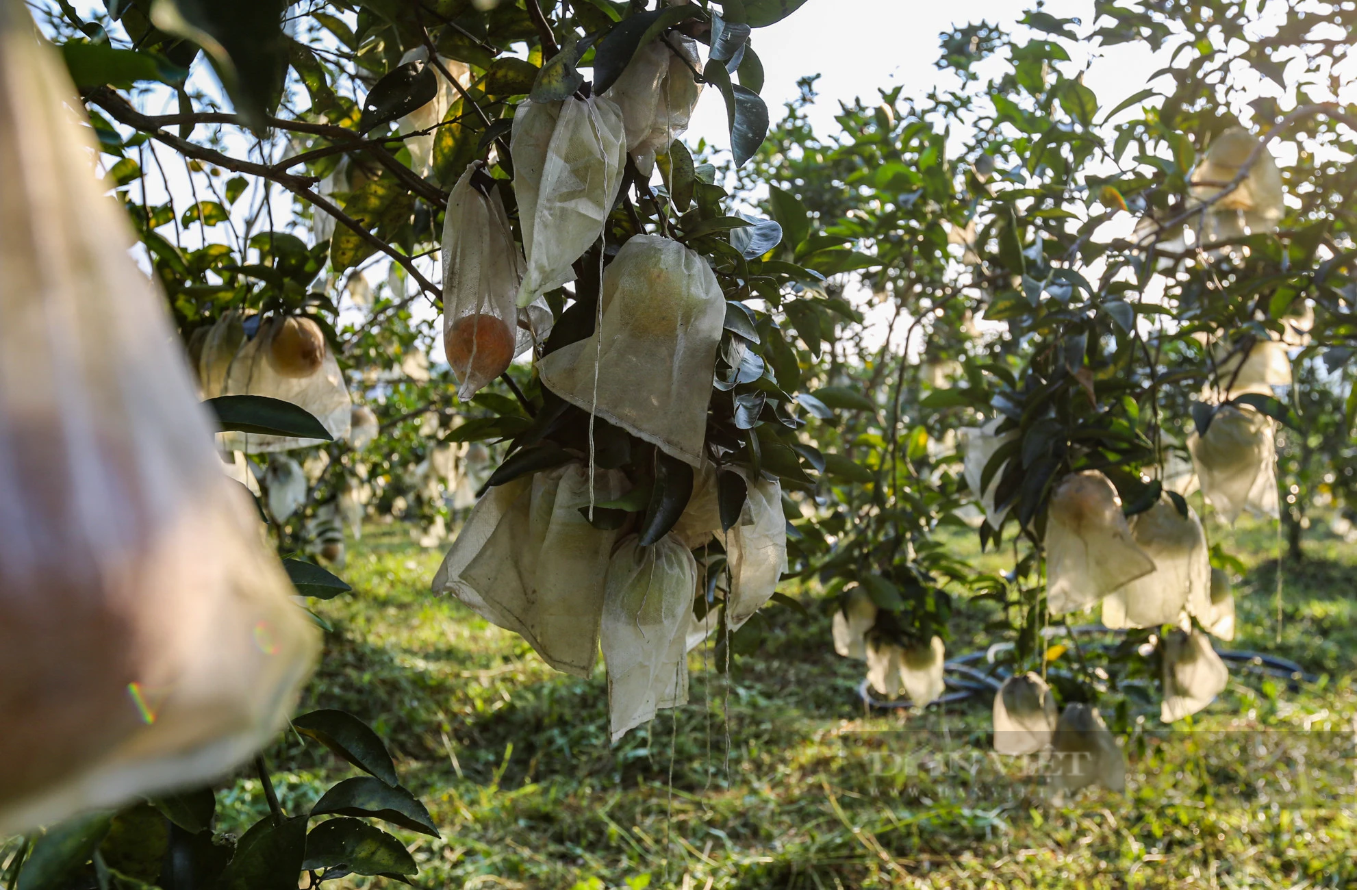 Tuy giá cao nhưng vẫn không đủ hàng cho thương lái mua, nông dân trồng cam vùng núi Hà Tĩnh phấn khởi - Ảnh 11.