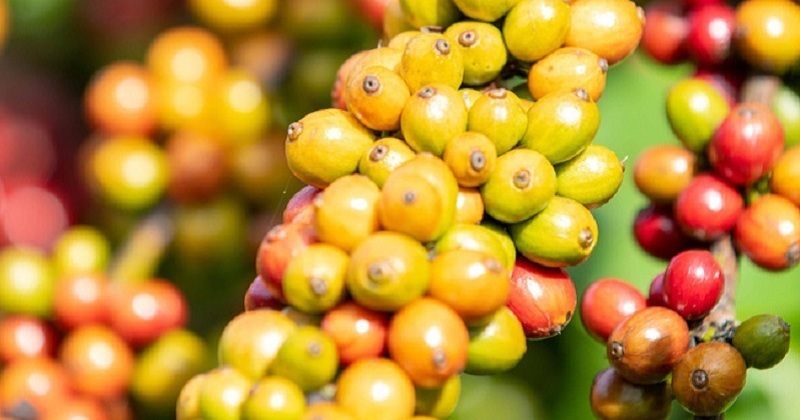Giá cà phê ngày 25/4: Mốc giá mới hướng tới 150.000 đồng/kg, 2 sàn quốc tế cà phê tăng giá mạnh- Ảnh 3.