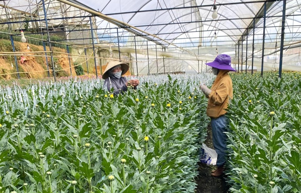 Quỹ hỗ trợ nông dân tỉnh Lâm Đồng giúp người trồng hoa cúc tại TP.Đà Lạt “ăn nên làm ra” - Ảnh 1.