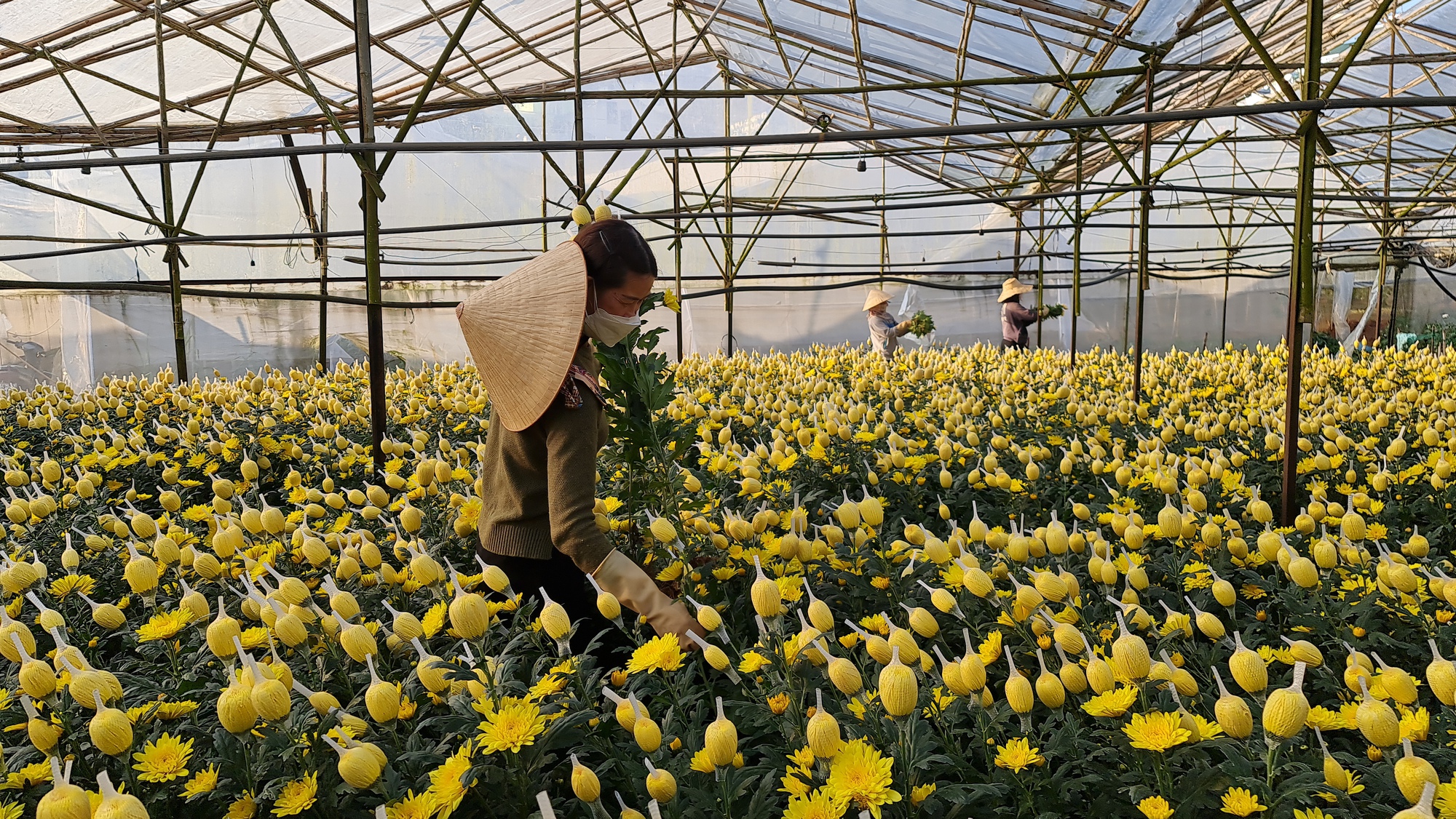 Quỹ hỗ trợ nông dân tỉnh Lâm Đồng giúp người trồng hoa cúc tại TP.Đà Lạt “ăn nên làm ra” - Ảnh 3.