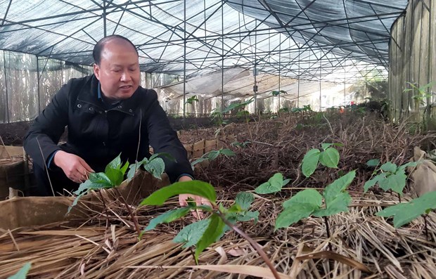 Vùng núi này ở Cao Bằng cao hơn 1.300m so với mực nước biển, thấy vô số cây trong Sách đỏ Việt Nam - Ảnh 2.