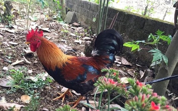 Gà nhiều cựa ở Phú Thọ là giống gà gì mà huyện Tân Sơn đang làm dự án cấp nhãn hiệu chứng nhận?