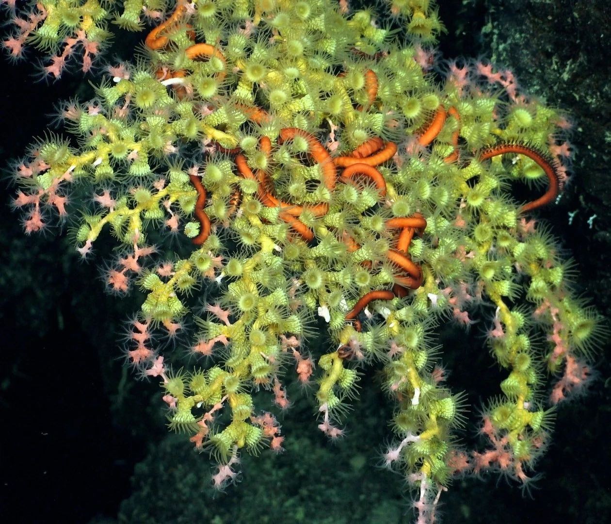 Ngắm 2 rạn san hô dưới đáy biển sâu hơn 400 mét, có rạn dài gần 1 cây số - Ảnh 1.