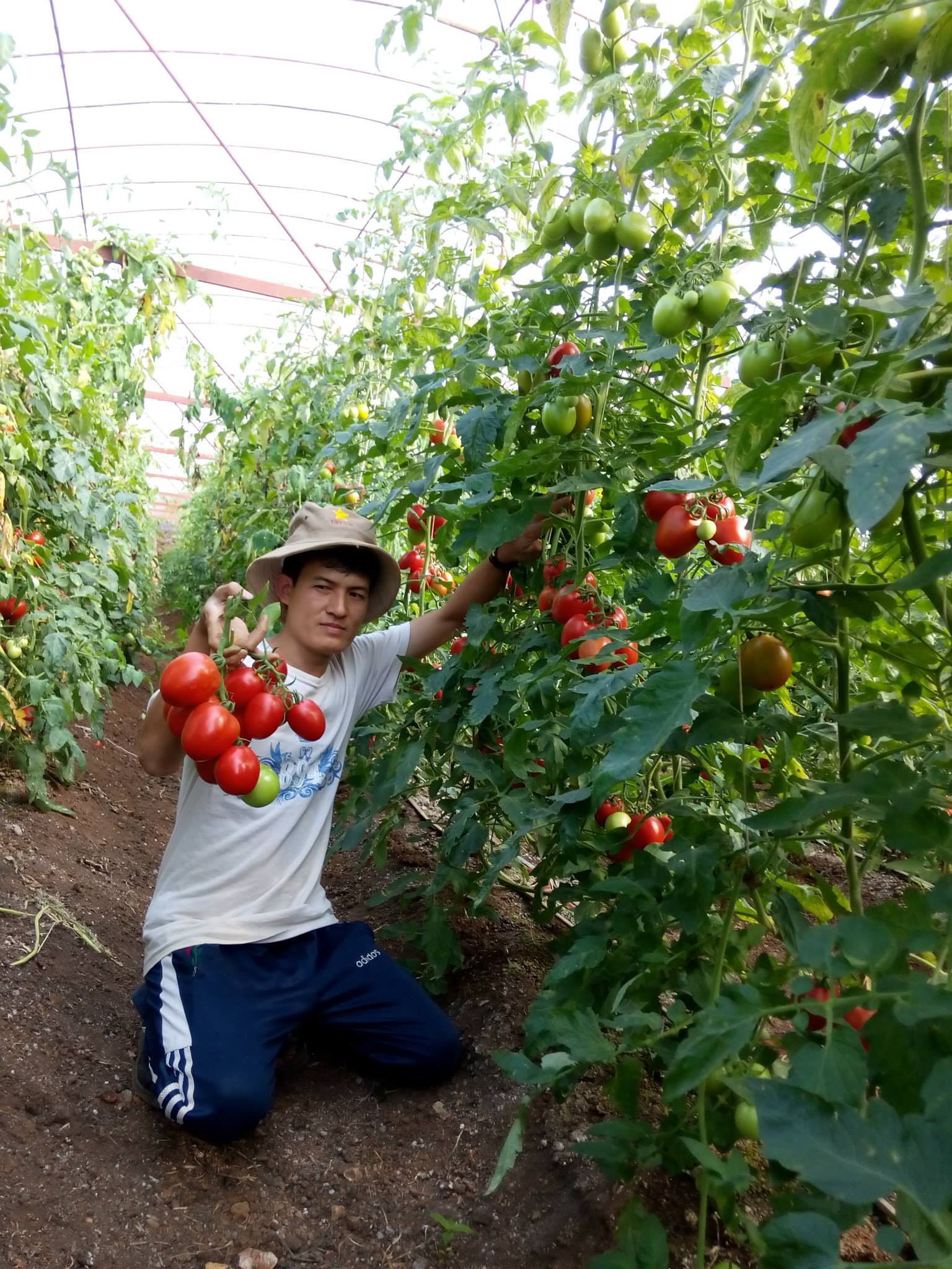 Thành tỷ phú nông dân ở Mộc Châu nhờ trồng cà chua theo cách...chưa từng có - Ảnh 2.