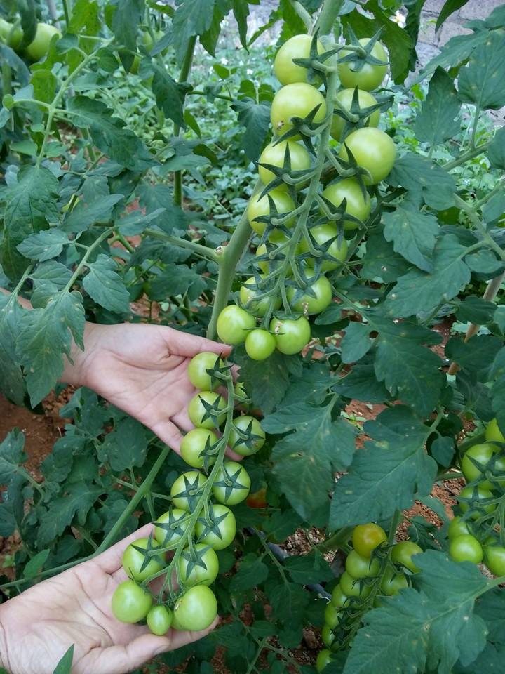 Thành tỷ phú nông dân ở Mộc Châu nhờ trồng cà chua theo cách...chưa từng có - Ảnh 4.