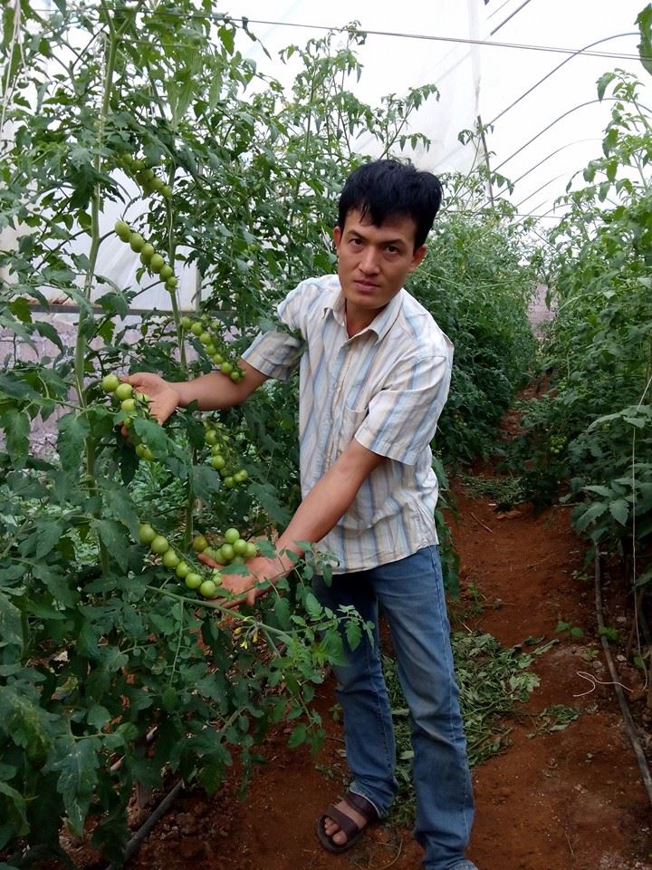 Thành tỷ phú nông dân ở Mộc Châu nhờ trồng cà chua theo cách...chưa từng có - Ảnh 3.