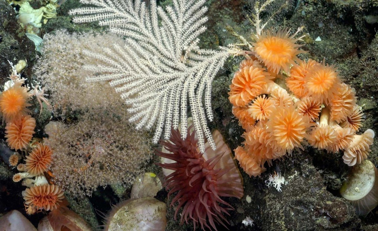 Ngắm 2 rạn san hô dưới đáy biển sâu hơn 400 mét, có rạn dài gần 1 cây số - Ảnh 8.