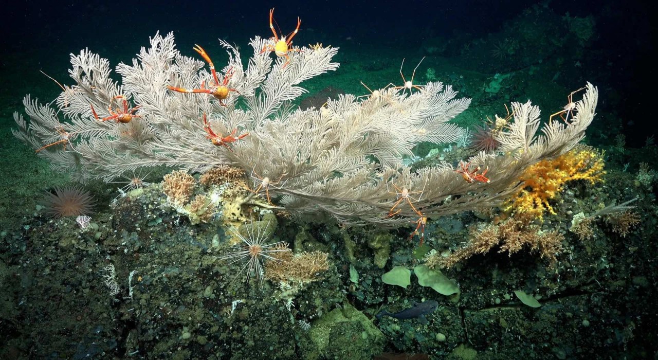 Ngắm 2 rạn san hô dưới đáy biển sâu hơn 400 mét, có rạn dài gần 1 cây số - Ảnh 7.