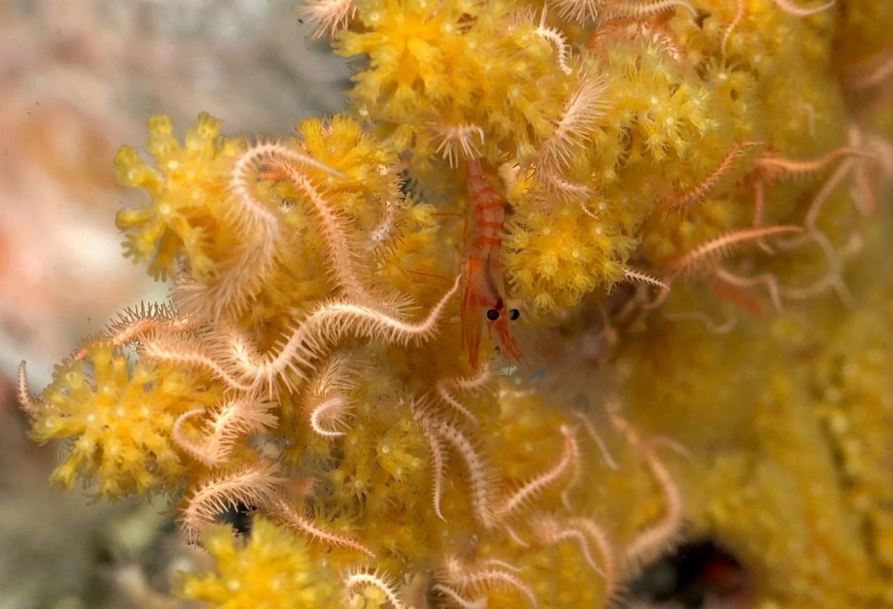 Ngắm 2 rạn san hô dưới đáy biển sâu hơn 400 mét, có rạn dài gần 1 cây số - Ảnh 6.