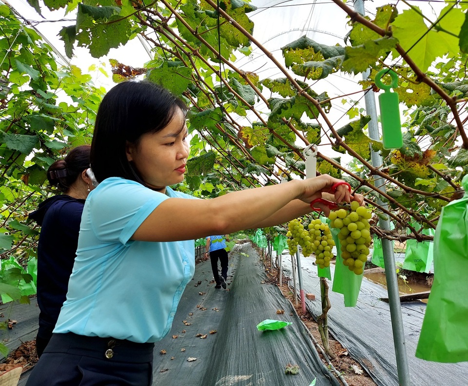 Hội Nông dân huyện Hoài Đức đồng hành cùng hội viên liên kết sản xuất, chuyển đổi số - Ảnh 1.