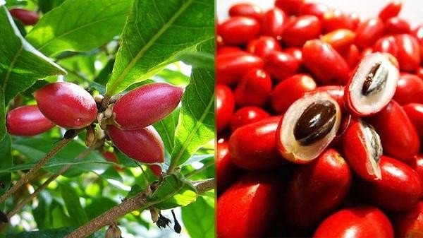 Trái cây lạ khiến mọi thức ăn đều có vị ngọt, khi chín có màu đỏ mọng trông rất đẹp - Ảnh 1.