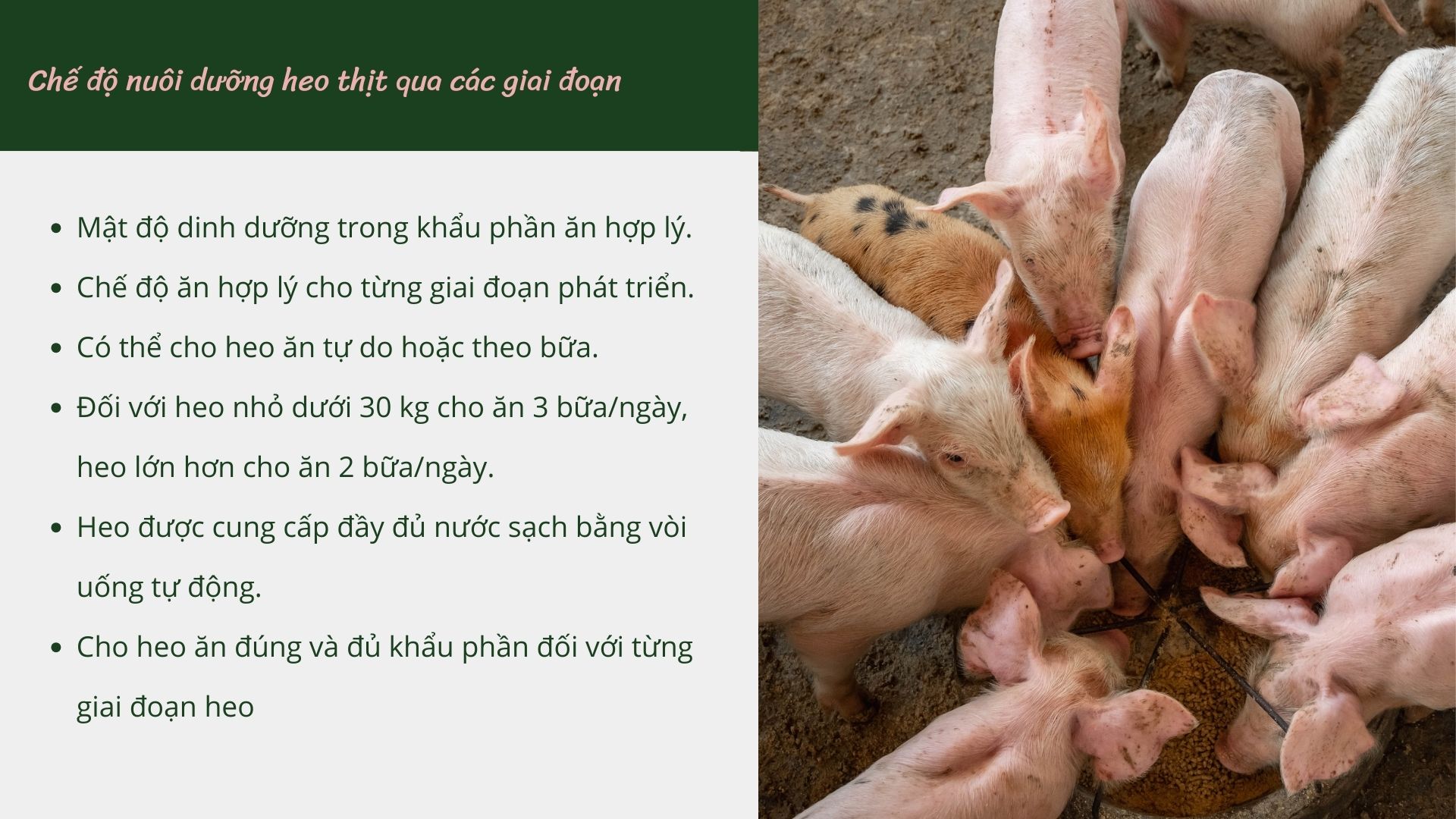 SỔ TAY NHÀ NÔNG: Khẩu phần ăn cho heo theo từng giai đoạn chăn nuôi vi sinh - Ảnh 2.