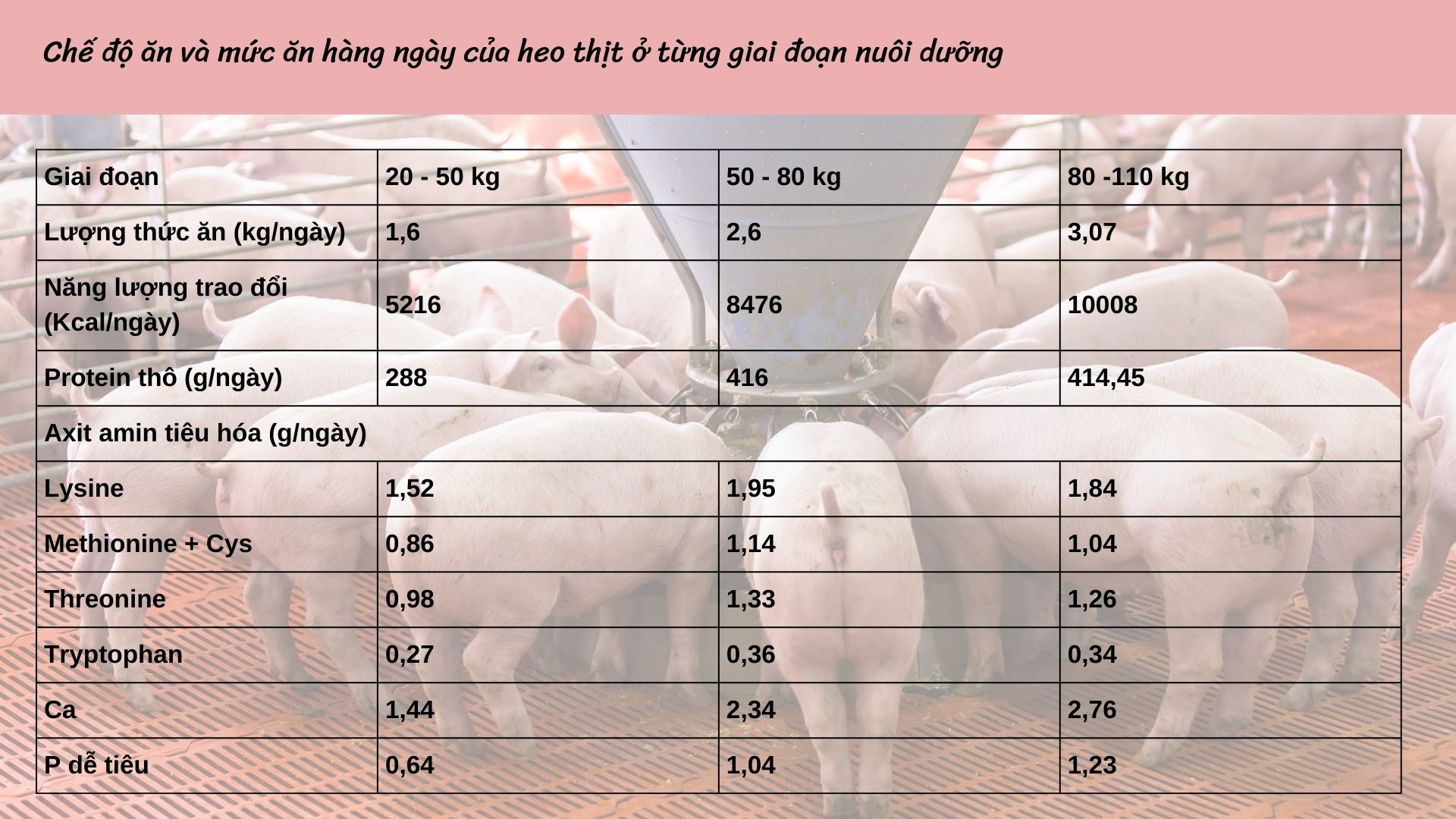 SỔ TAY NHÀ NÔNG: Khẩu phần ăn cho heo theo từng giai đoạn chăn nuôi vi sinh - Ảnh 4.