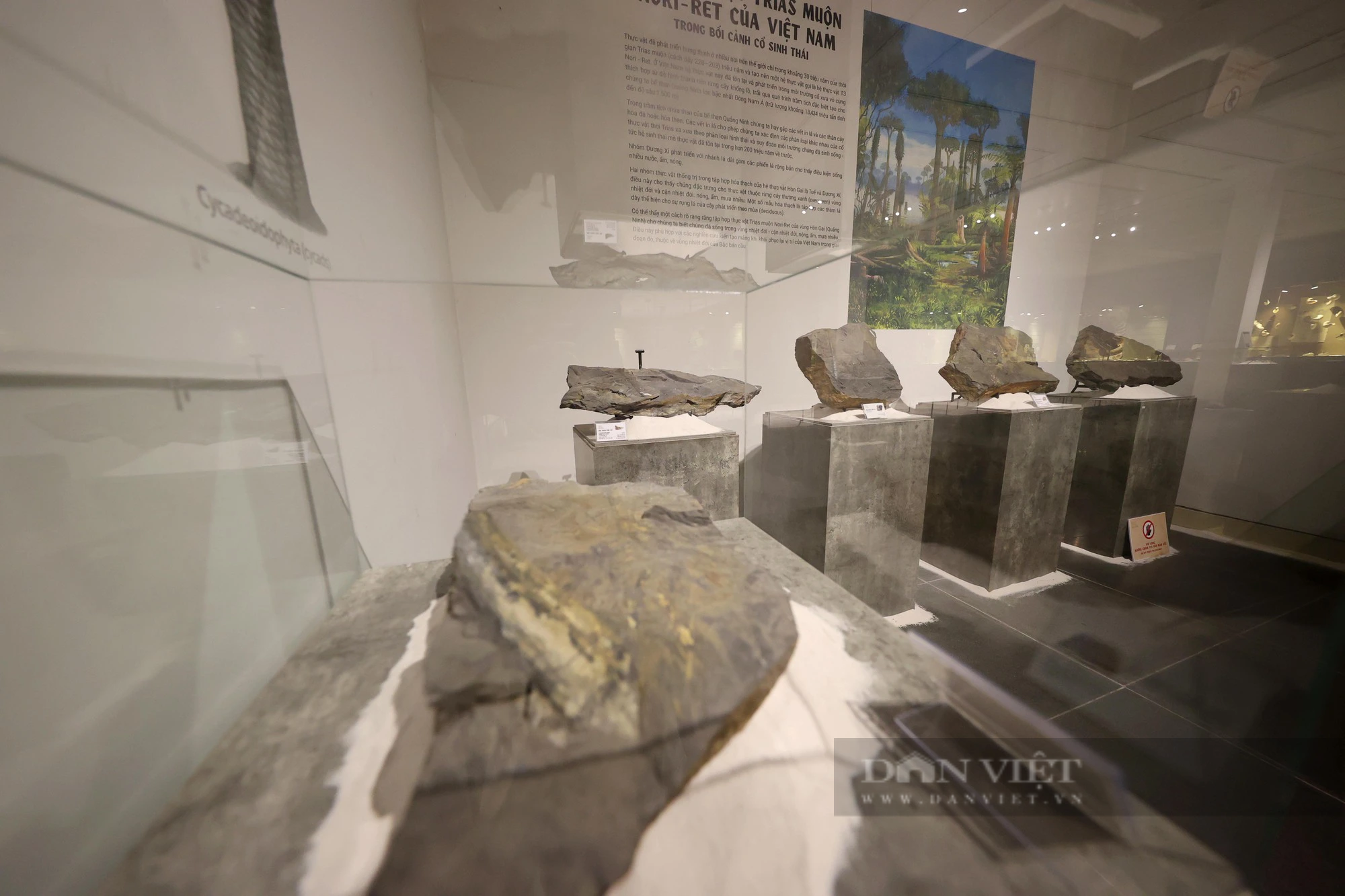Mãn nhãn với loạt hóa thạch triệu năm đang được trưng bày ở Hà Nội - Ảnh 2.