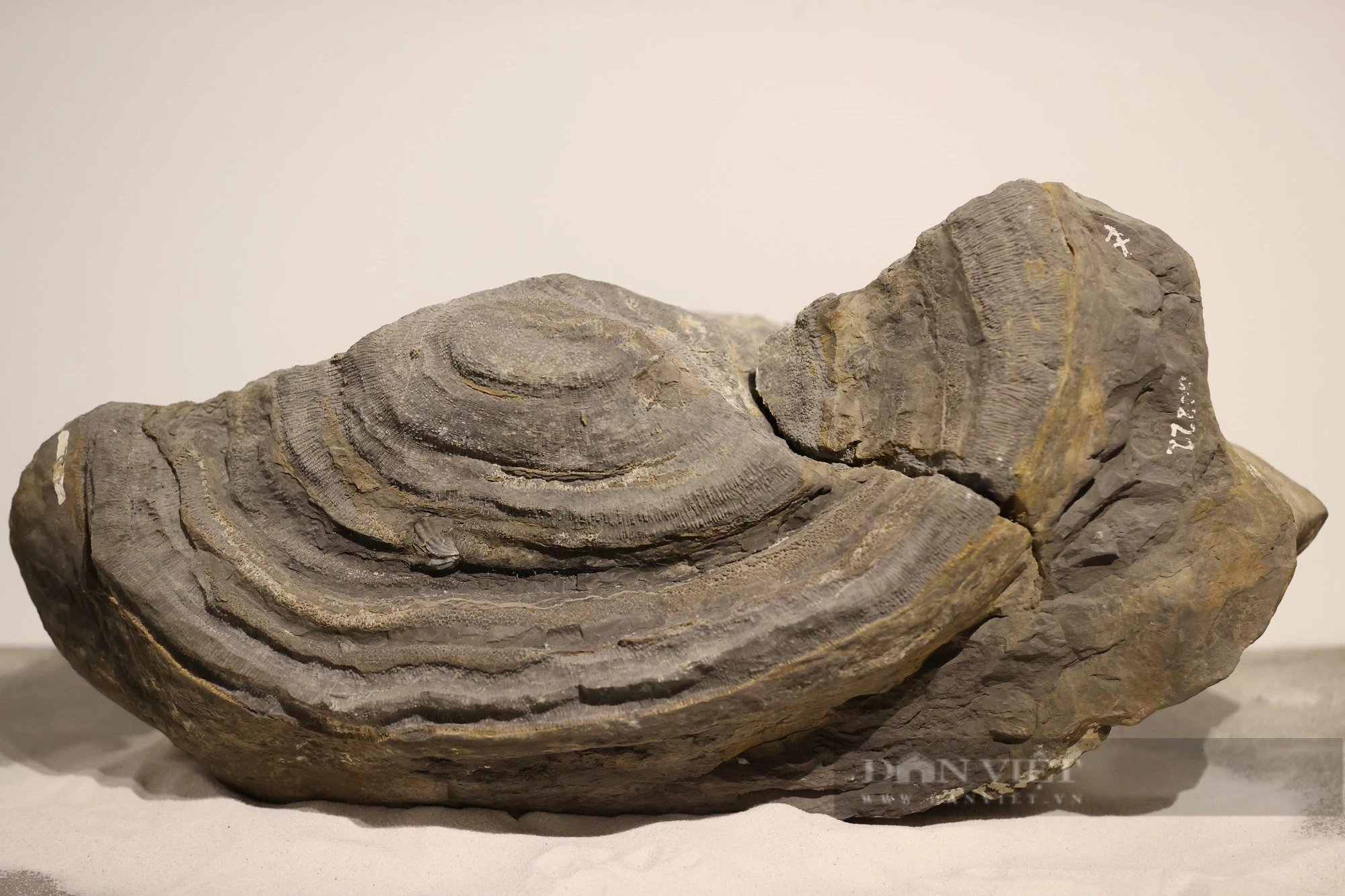 Mãn nhãn với loạt hóa thạch triệu năm đang được trưng bày ở Hà Nội - Ảnh 3.