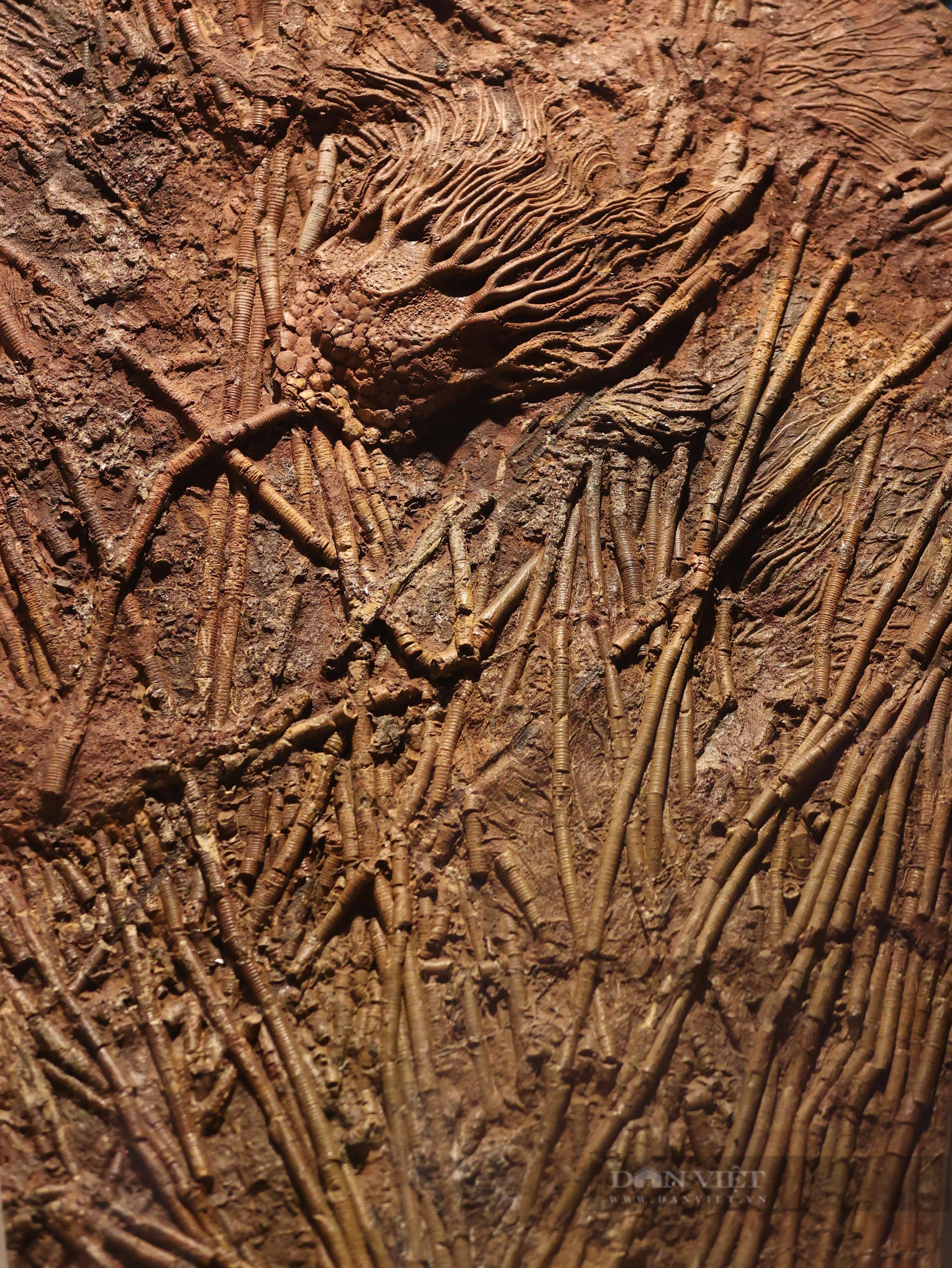 Mãn nhãn với loạt hóa thạch triệu năm đang được trưng bày ở Hà Nội - Ảnh 4.