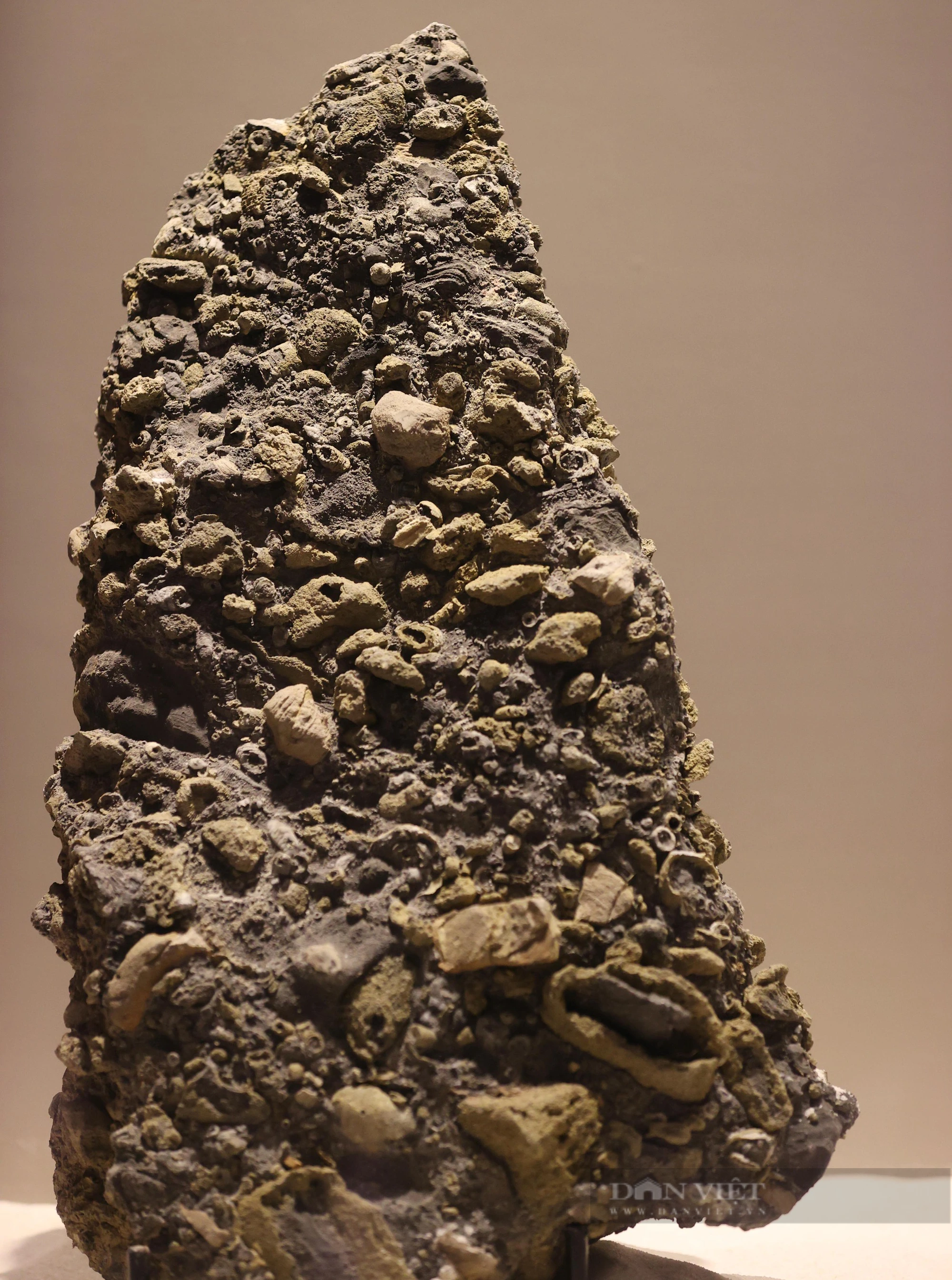 Mãn nhãn với loạt hóa thạch triệu năm đang được trưng bày ở Hà Nội - Ảnh 5.