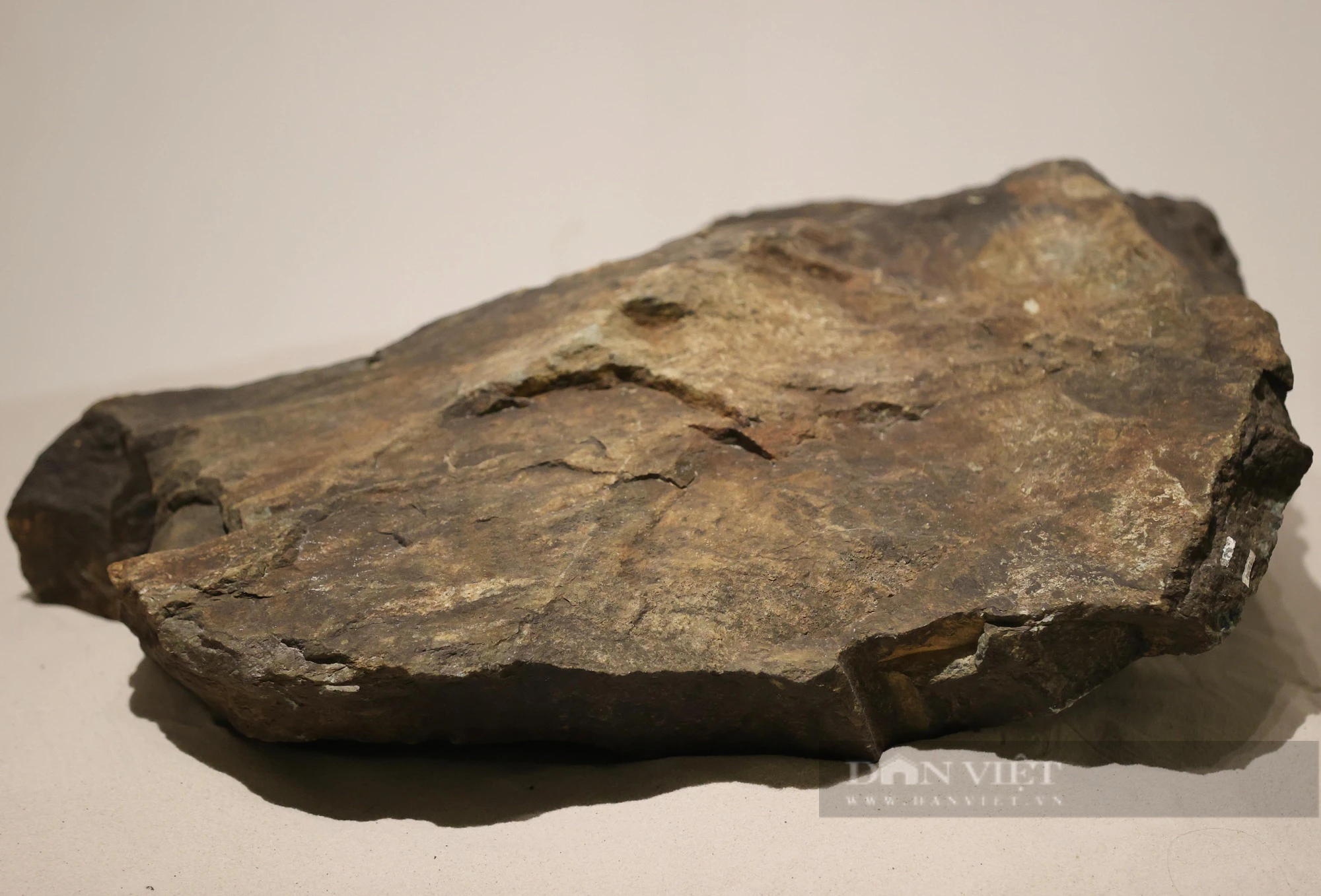 Mãn nhãn với loạt hóa thạch triệu năm đang được trưng bày ở Hà Nội - Ảnh 6.