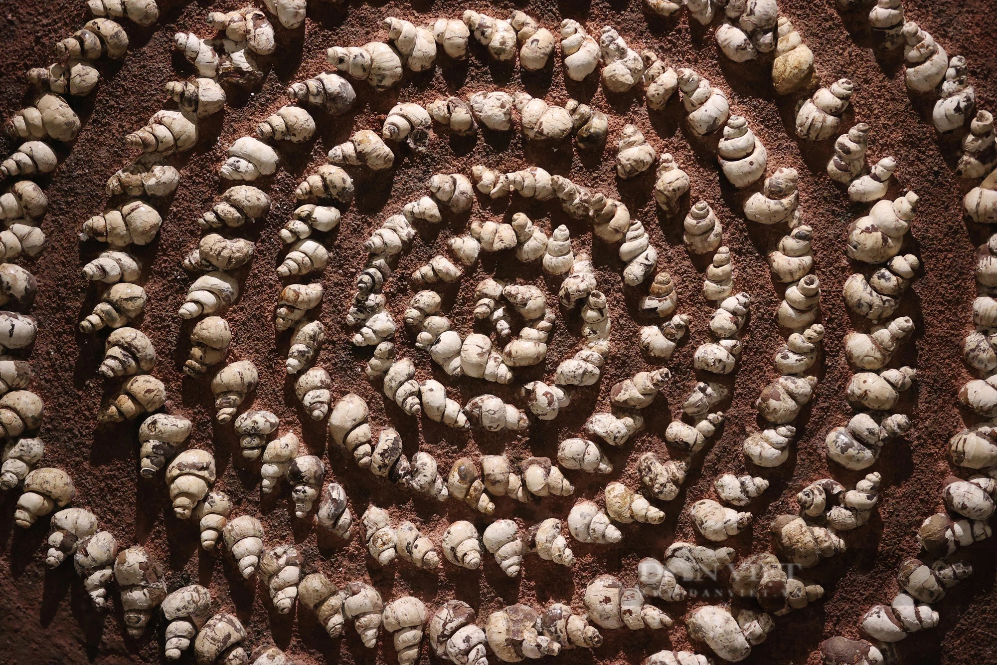 Mãn nhãn với loạt hóa thạch triệu năm đang được trưng bày ở Hà Nội - Ảnh 7.