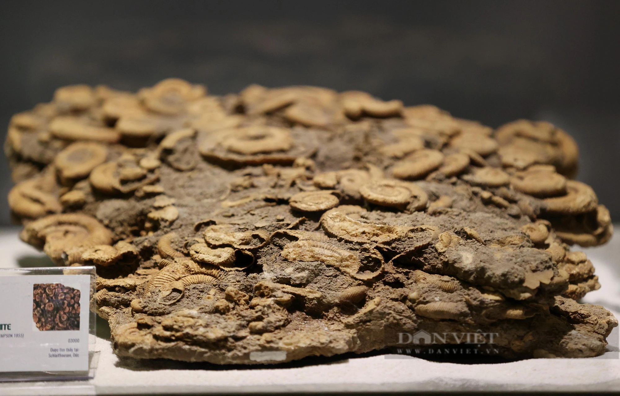 Mãn nhãn với loạt hóa thạch triệu năm đang được trưng bày ở Hà Nội - Ảnh 8.