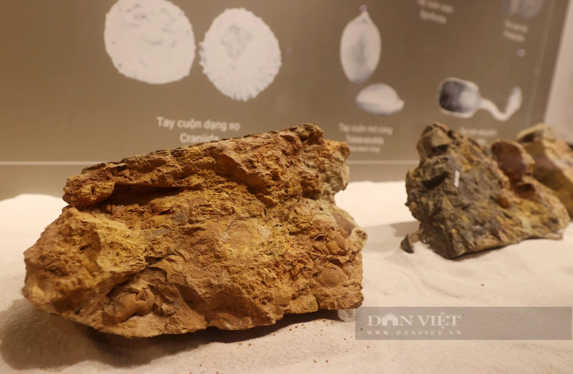 Hóa thạch trăm triệu năm được trưng bày tại Hà Nội: Chiêm ngưỡng viên đá cổ nhất Việt Nam - Ảnh 8.
