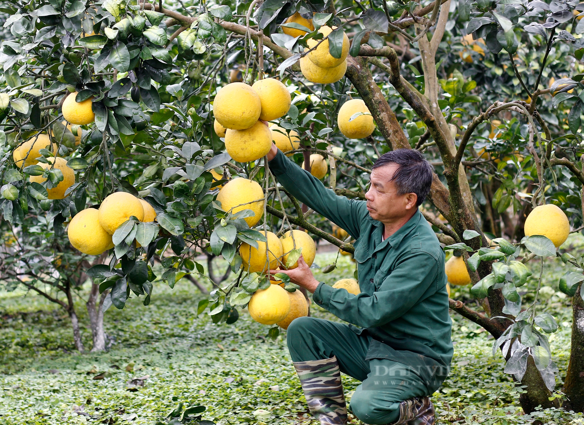 Bưởi Phú Thọ được mùa, sản lượng đạt hơn 52.000 tấn, doanh thu gần 800 tỉ đồng - Ảnh 1.
