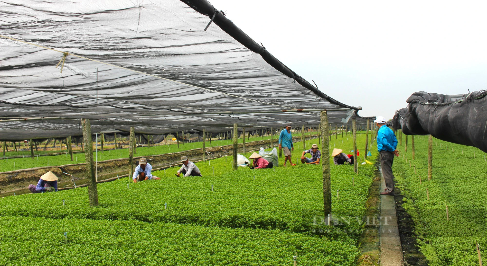 Trồng rau xà lách xoong theo hướng hữu cơ, nông dân Vĩnh Long thu hoạch đến đâu bán sạch đến đó - Ảnh 2.