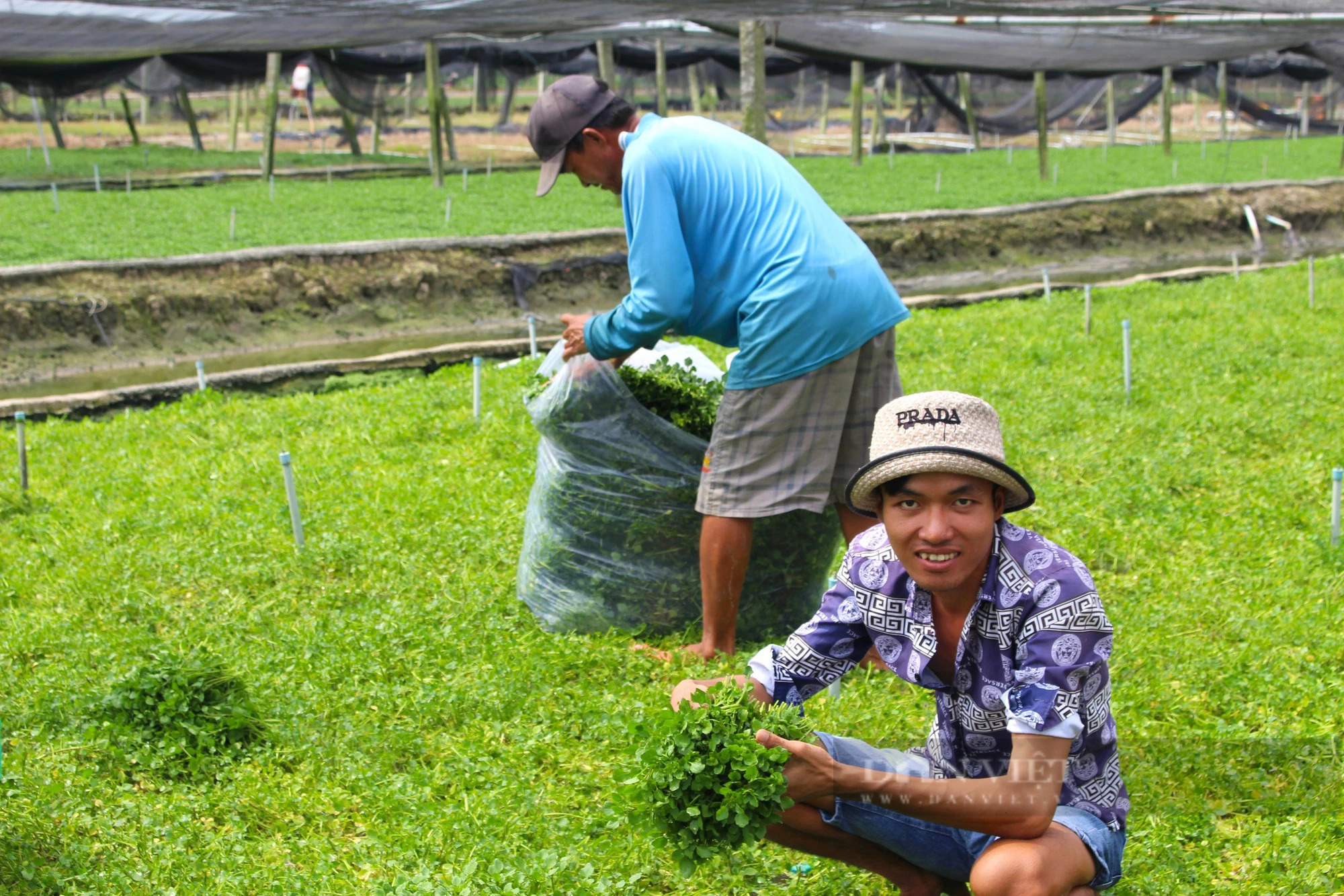 Trồng rau xà lách xoong theo hướng hữu cơ, nông dân Vĩnh Long thu hoạch đến đâu bán sạch đến đó - Ảnh 5.