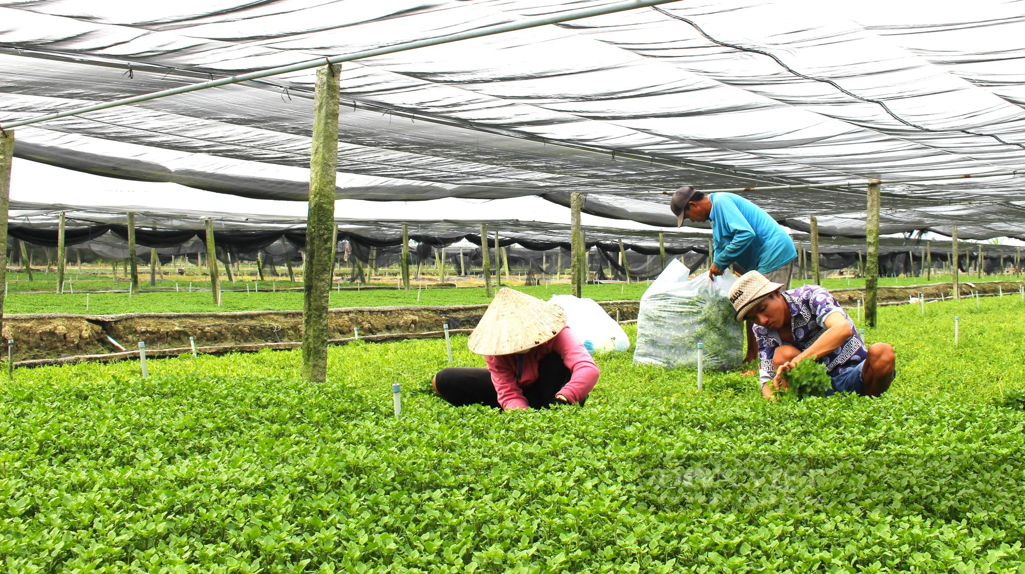 Trồng rau xà lách xoong theo hướng hữu cơ, nông dân Vĩnh Long thu hoạch đến đâu bán sạch đến đó - Ảnh 6.