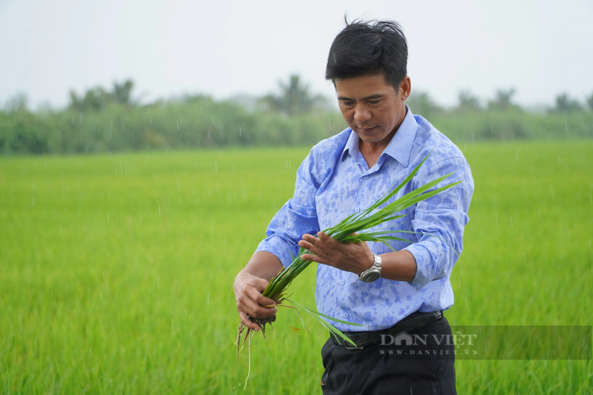 Đi tìm một chữ “xanh” trong nông nghiệp: Khẩn trương thực hiện đề án 1 triệu ha lúa chất lượng cao, phát thải thấp - Ảnh 2.