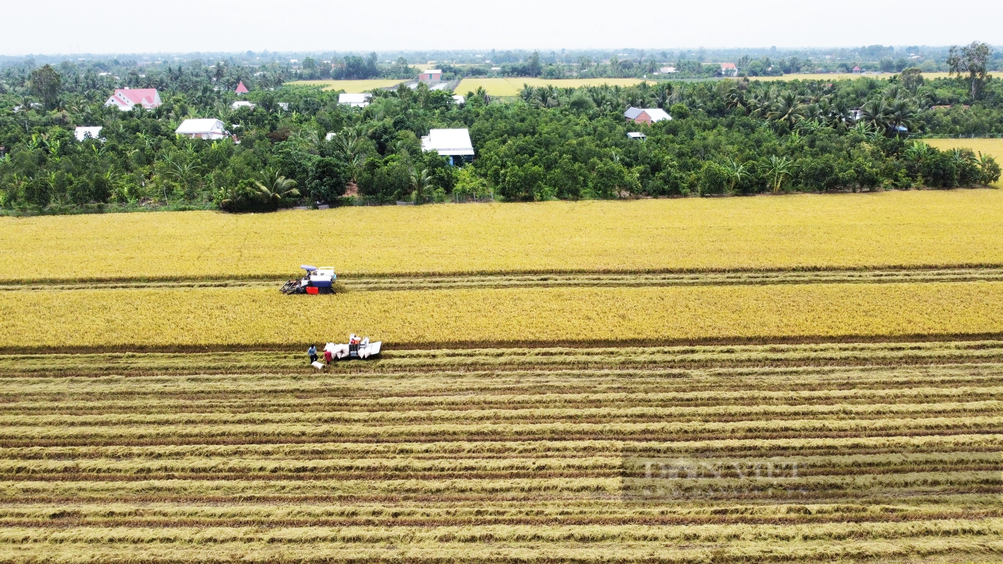 Đi tìm một chữ “xanh” trong nông nghiệp: Khẩn trương thực hiện Đề án 1 triệu ha lúa chất lượng cao, phát thải thấp - Ảnh 1.