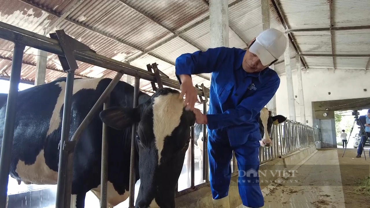 Đi tìm một chữ &quot;xanh&quot; trong nông nghiệp: Về thủ phủ bò sữa Mộc Châu- nơi không bỏ đi một thứ gì - Ảnh 3.