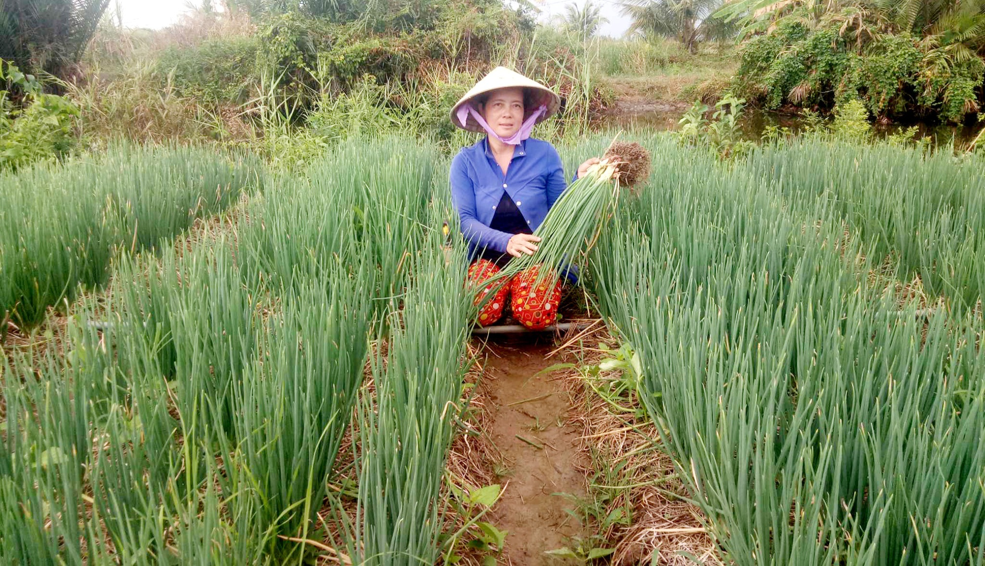 Nông dân một ấp ở Cà Mau làm nghề gì mà xóa trắng hộ nghèo, phấn khởi vương lên làm giàu ?   - Ảnh 3.