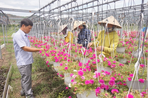 Quỹ hỗ trợ nông dân: Điểm tựa cho nông dân Đà Nẵng phát triển kinh tế - Ảnh 3.