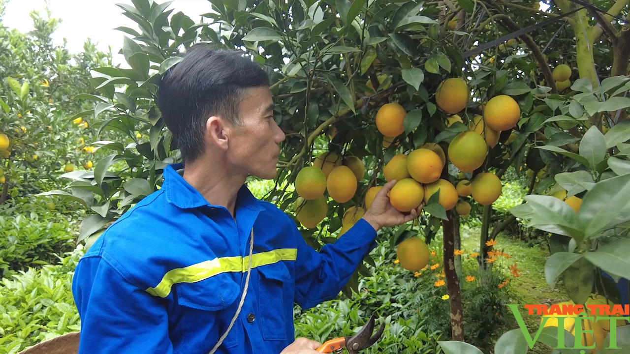 Nông dân Mộc Châu thay đổi tư duy sản xuất, nâng cao thu nhập từ giống cam lòng vàng - Ảnh 3.