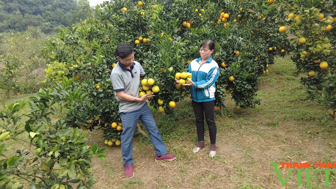 Nông dân Mộc Châu thay đổi tư duy sản xuất, nâng cao thu nhập từ giống cam lòng vàng - Ảnh 4.