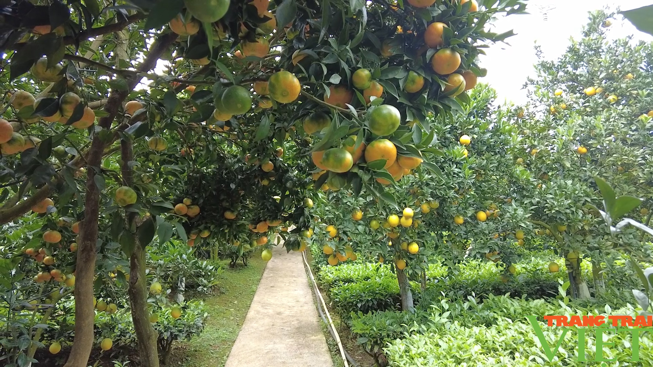 Nông dân Mộc Châu thay đổi tư duy sản xuất, nâng cao thu nhập từ giống cam lòng vàng - Ảnh 7.