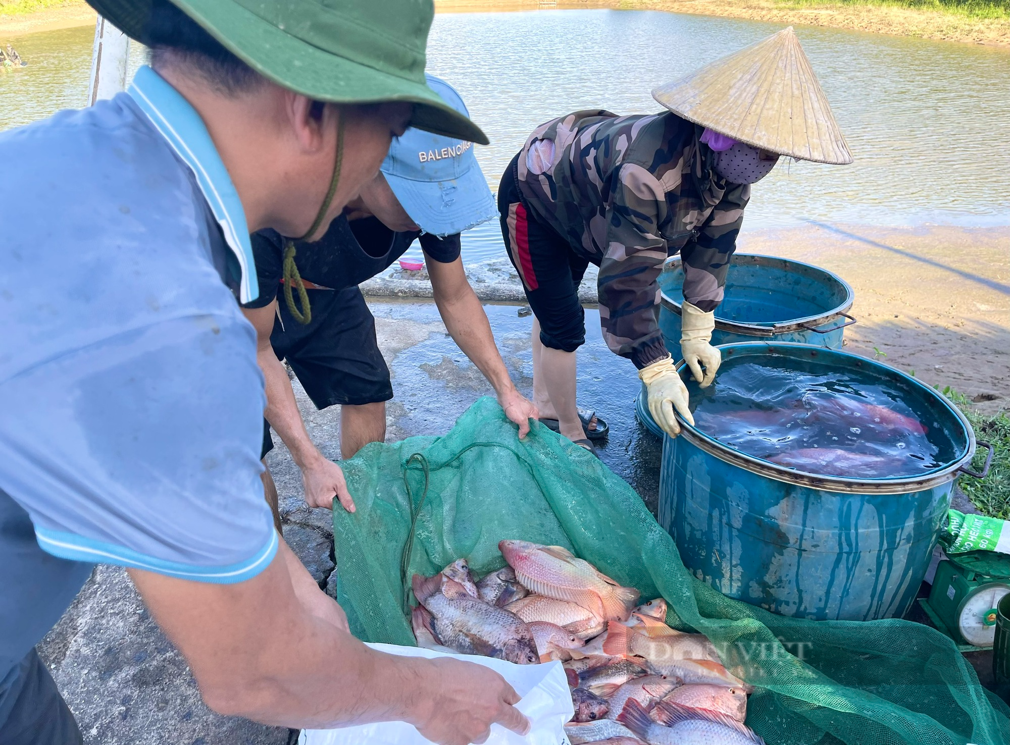 Xem nông dân Quảng Bình kéo lưới bắt cá diêu hồng, vớt lên toàn con to bự, thu về gần 300 triệu đồng - Ảnh 5.