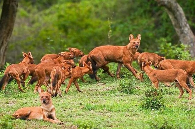 Loài chó hoang Châu Á nặng 20kg nhưng có thể săn được hổ dữ, có trong sách đỏ Việt Nam - Ảnh 1.