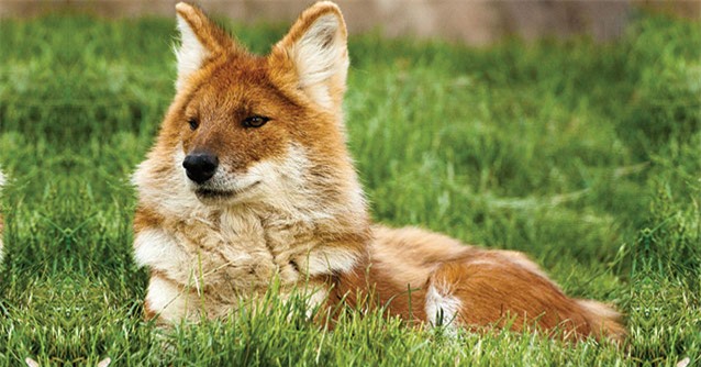 Loài chó hoang Châu Á nặng 20kg nhưng có thể săn được hổ dữ, có trong sách đỏ Việt Nam - Ảnh 2.