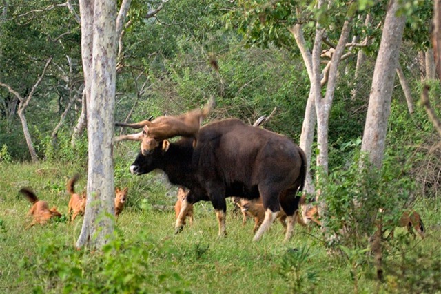 Loài chó hoang Châu Á nặng 20kg nhưng có thể săn được hổ dữ, có trong sách đỏ Việt Nam - Ảnh 5.