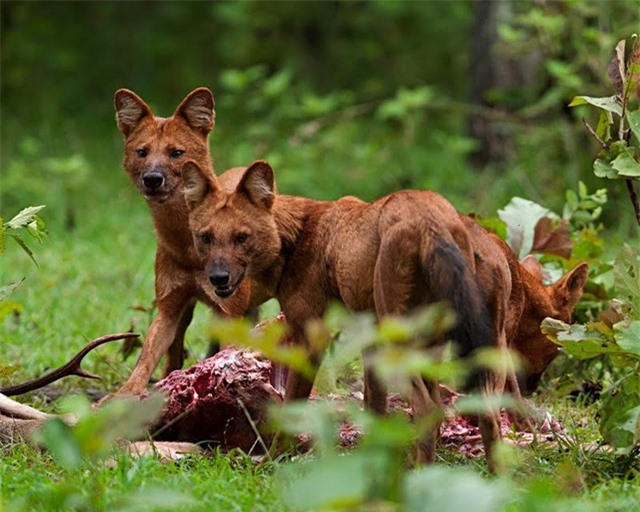Loài chó hoang Châu Á nặng 20kg nhưng có thể săn được hổ dữ, có trong sách đỏ Việt Nam - Ảnh 6.