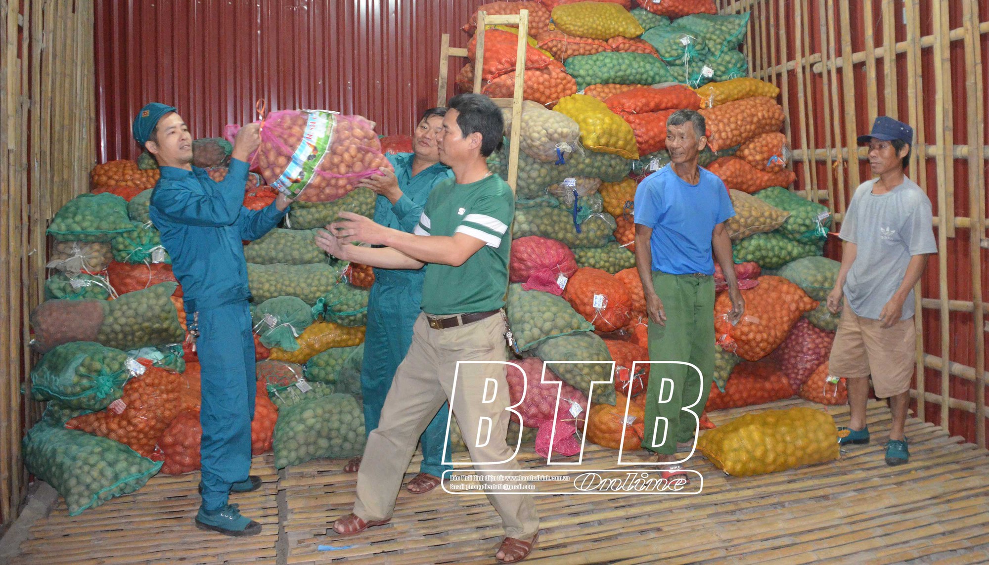 Nông dân một xã của tỉnh Thái Bình ra đồng vùi gần 50 tấn củ khoai tây xuống đất, đợi ngày hốt bạc - Ảnh 2.