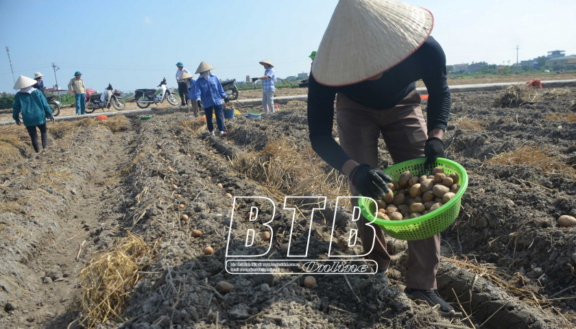Nông dân một xã của tỉnh Thái Bình ra đồng vùi gần 50 tấn củ khoai tây xuống đất, đợi ngày hốt bạc - Ảnh 1.