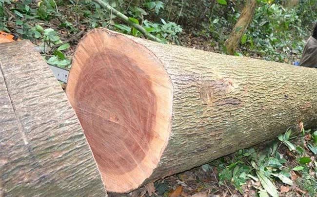 Ở Việt Nam có loại gỗ được xem là “báu vật”, giá cả tỷ đồng, thương lái Trung Quốc săn lùng ráo riết - Ảnh 10.
