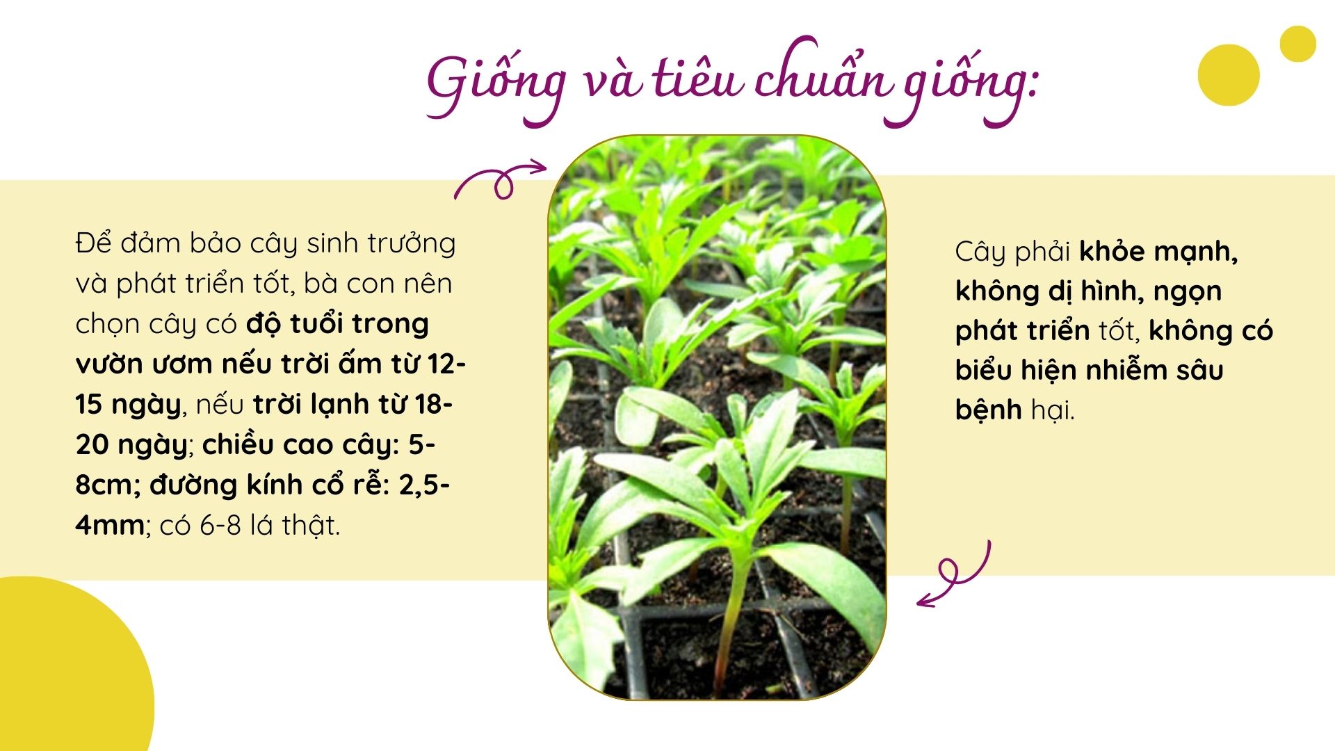 SỔ TAY NHÀ NÔNG: Kỹ thuật trồng hoa cúc cơ bản không phải ai cũng biết - Ảnh 2.