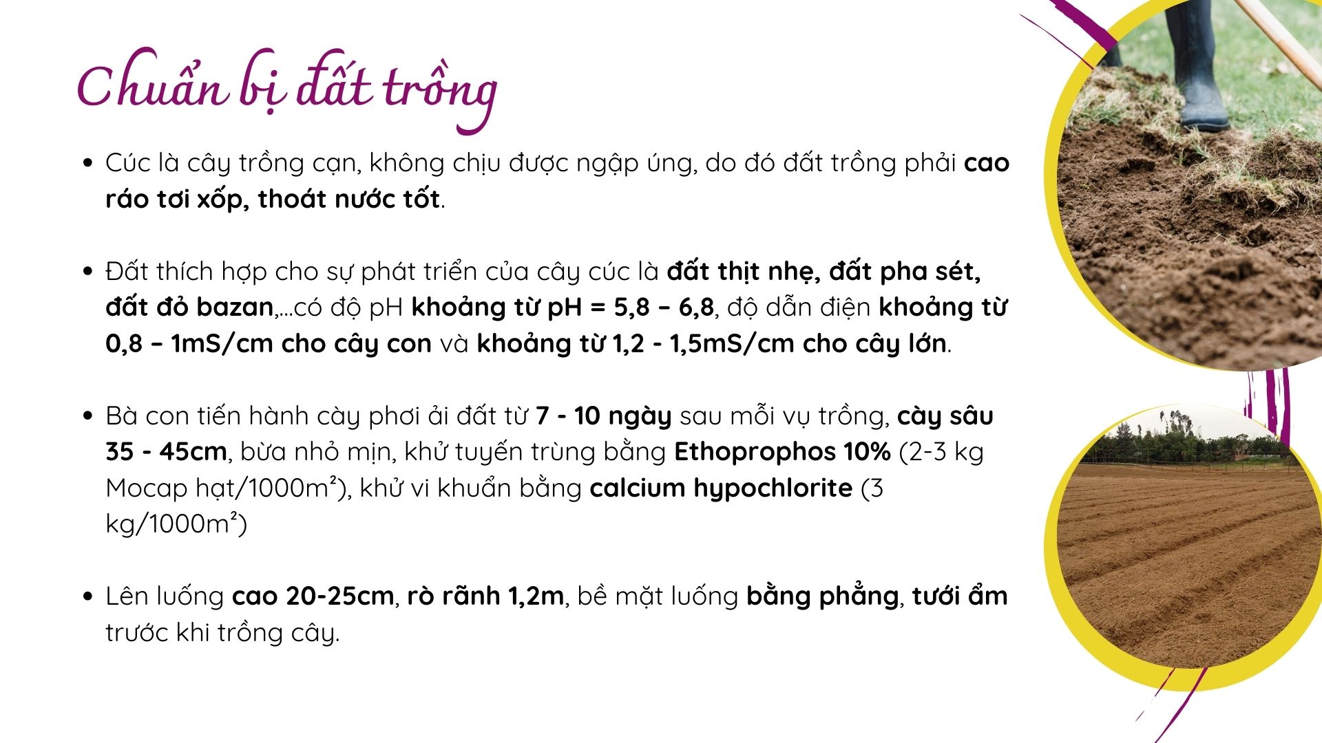 SỔ TAY NHÀ NÔNG: Kỹ thuật trồng hoa cúc cơ bản không phải ai cũng biết - Ảnh 3.