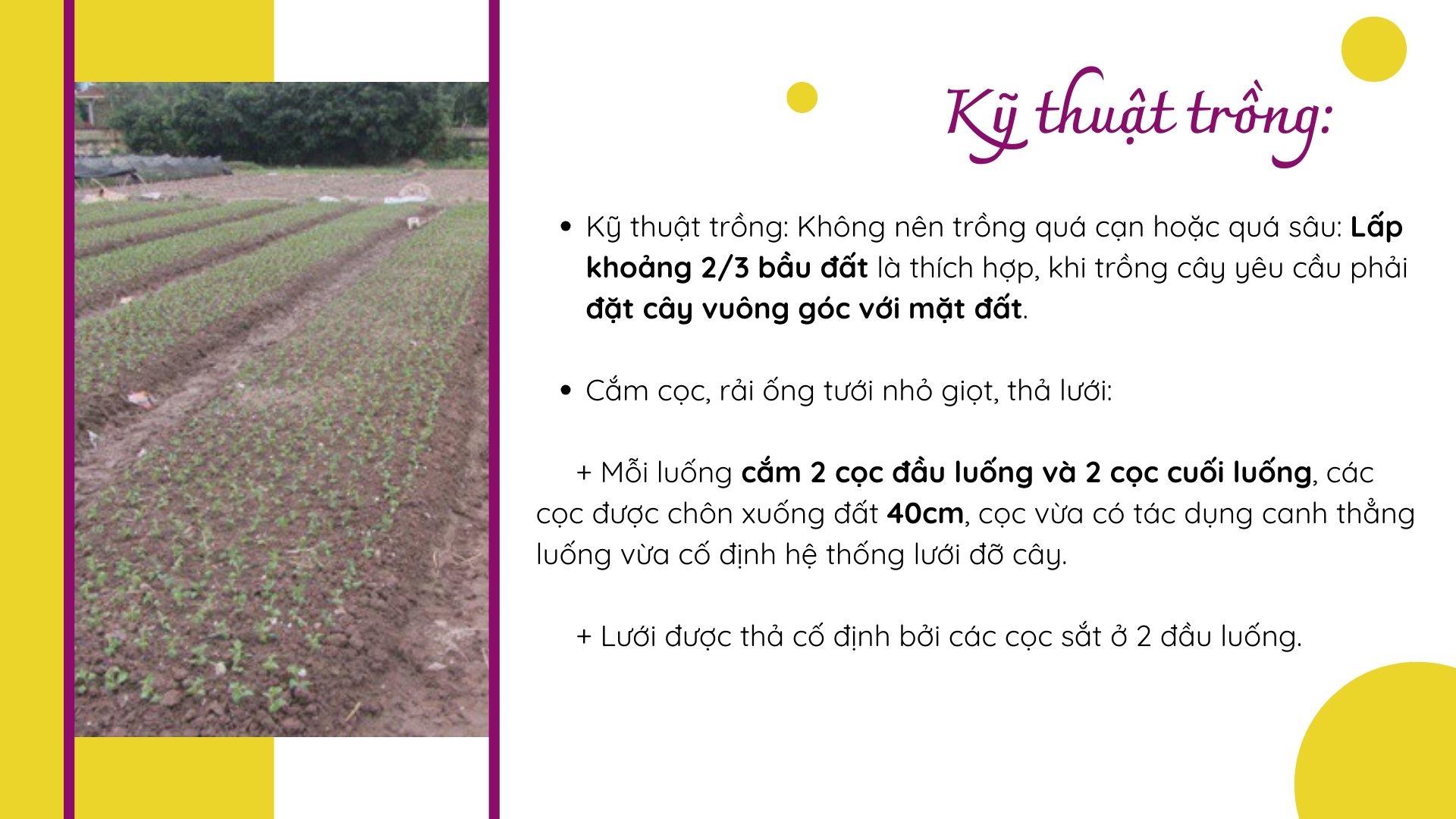 SỔ TAY NHÀ NÔNG: Kỹ thuật trồng hoa cúc cơ bản không phải ai cũng biết - Ảnh 5.